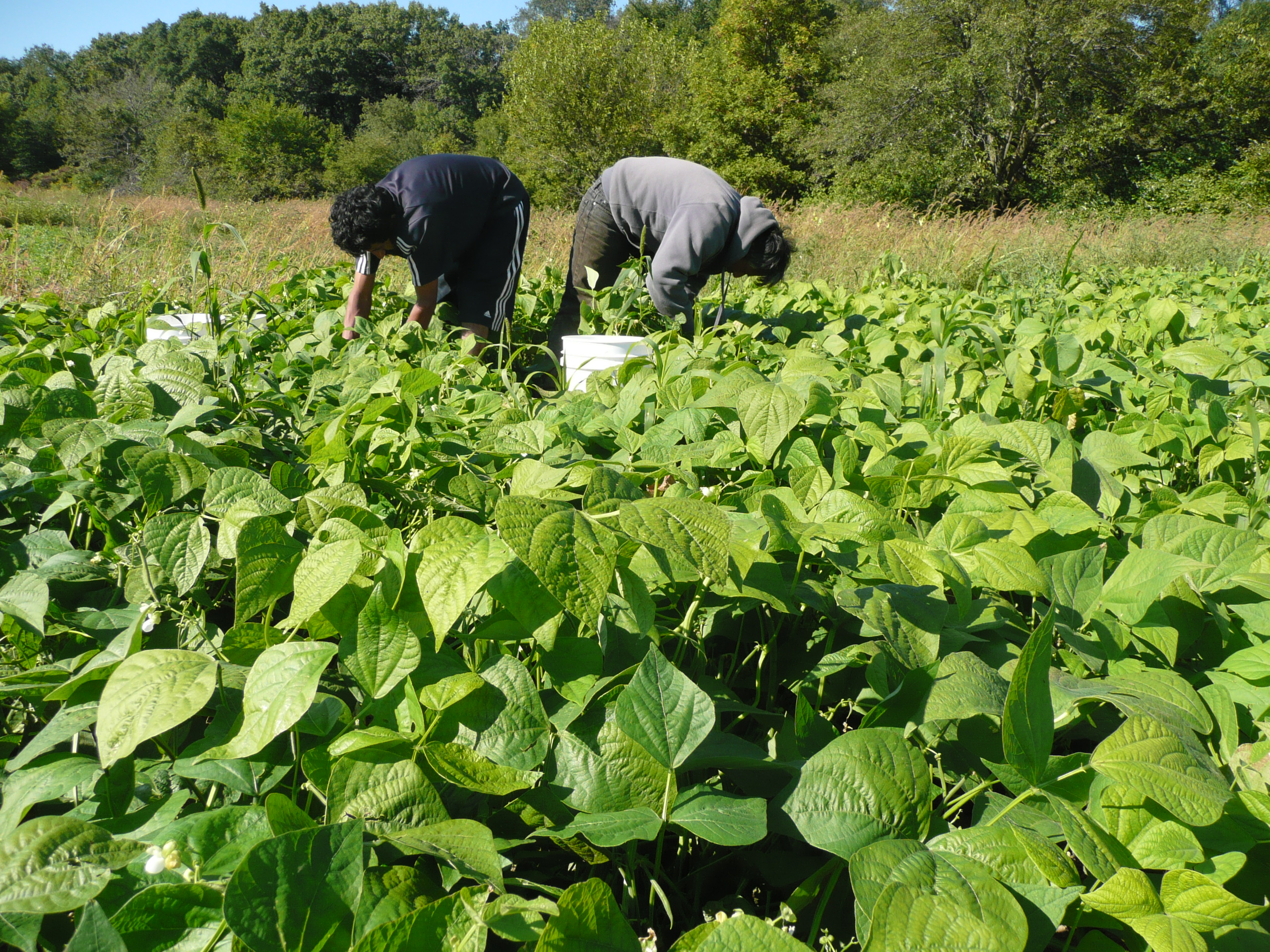 picking beans