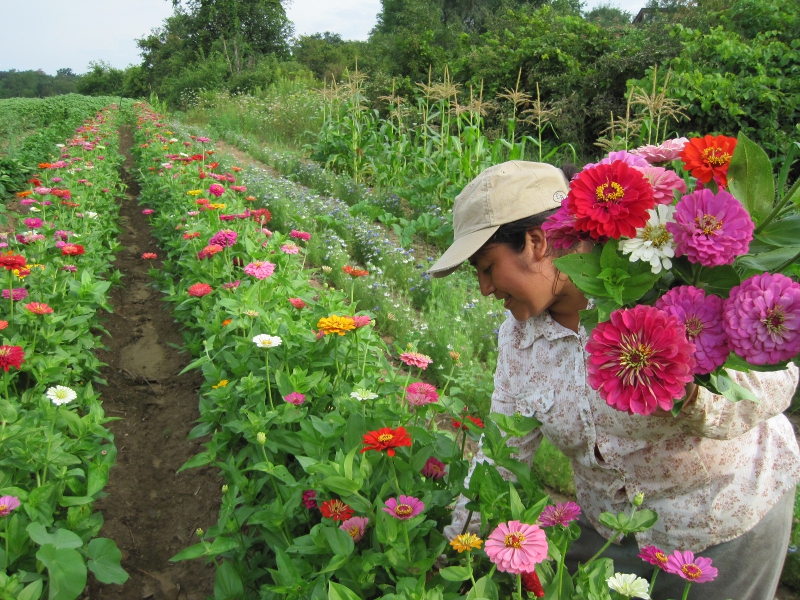 fields and farmers 